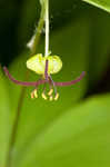 Indian cucumber